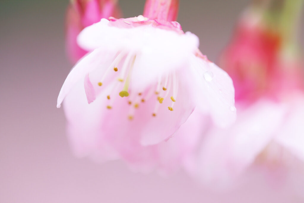 カンヒザクラの花