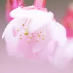 カンヒザクラの花