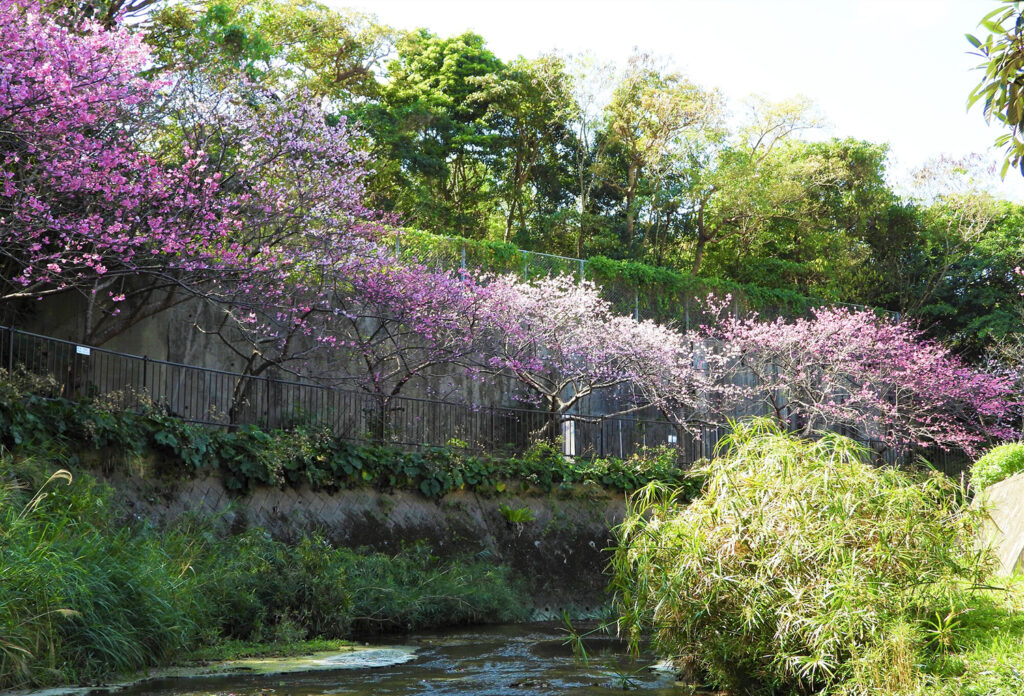 川沿いに咲く沖縄の桜
