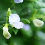 四角豆の花