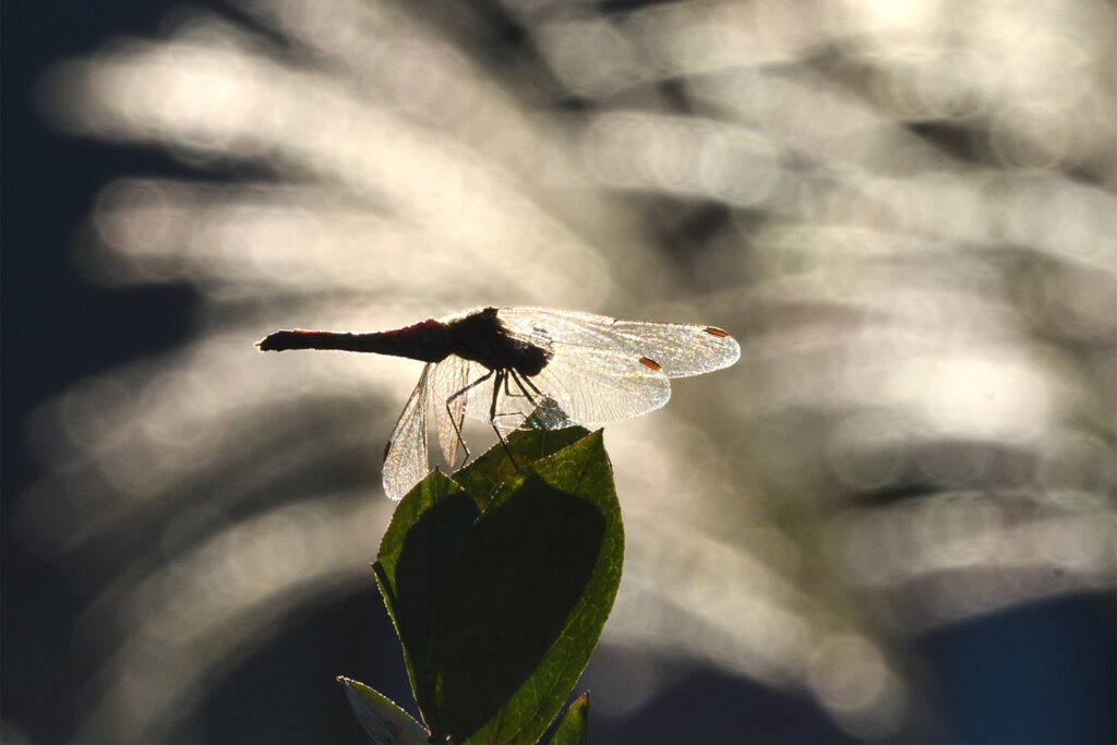 蜻蛉（とんぼ）の羽