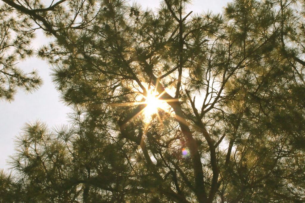 松の木を照らす光
