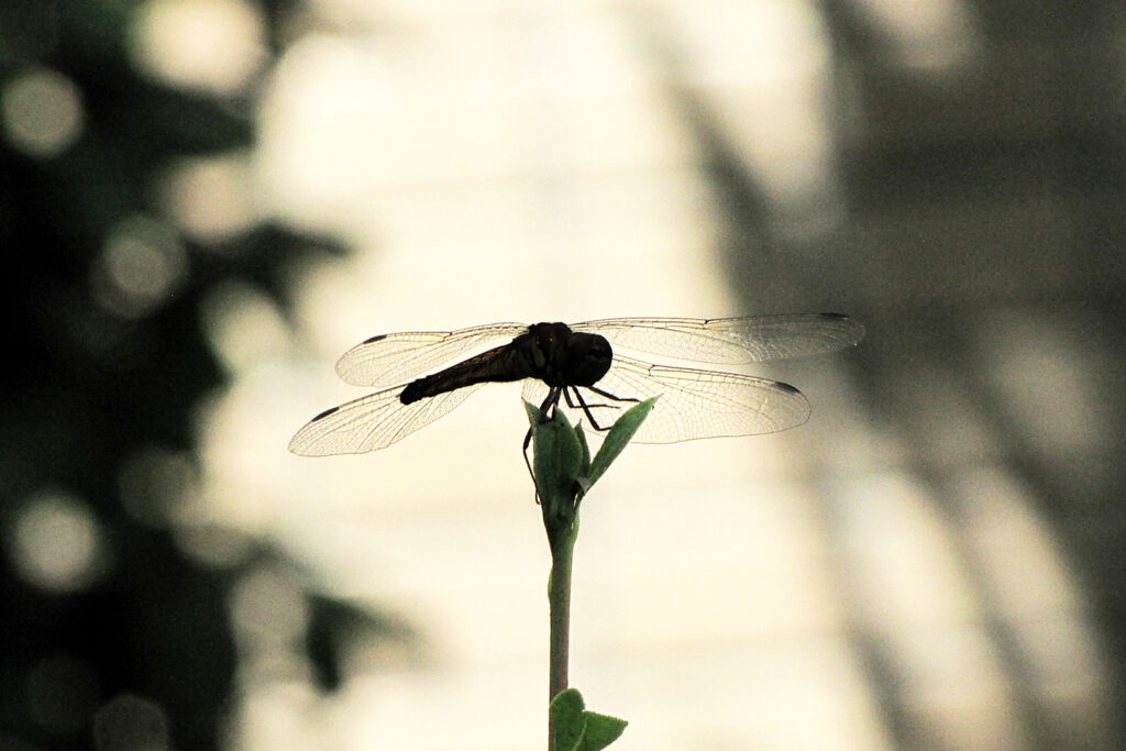 蜻蛉（とんぼ）の羽・シルエット
