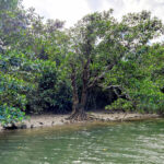 仲良川の水田跡地