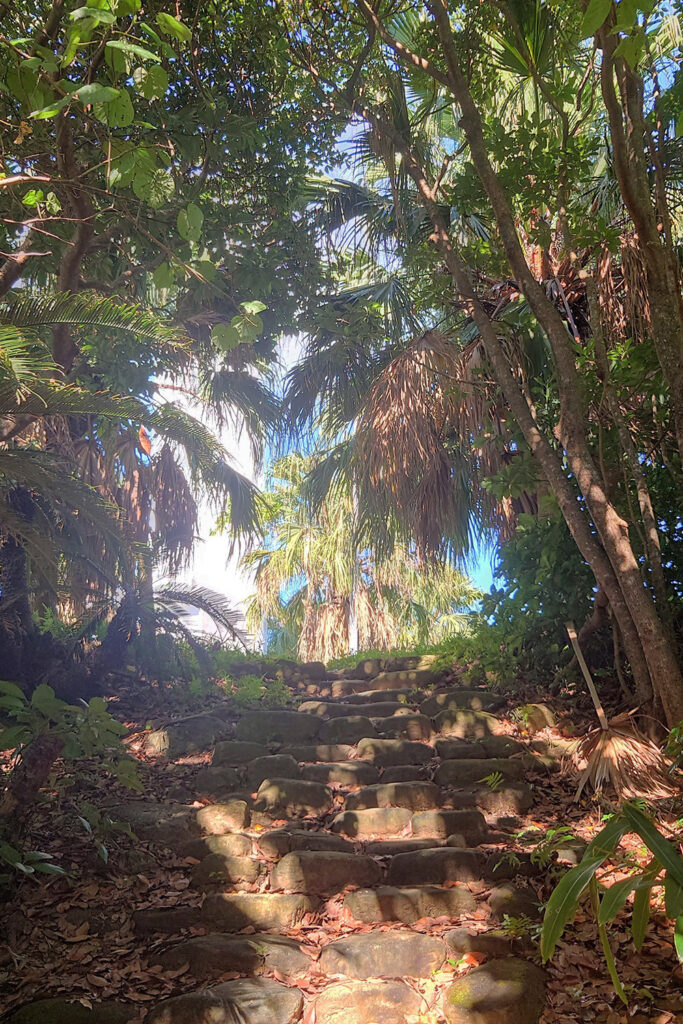 クバ林（鳩間中森）