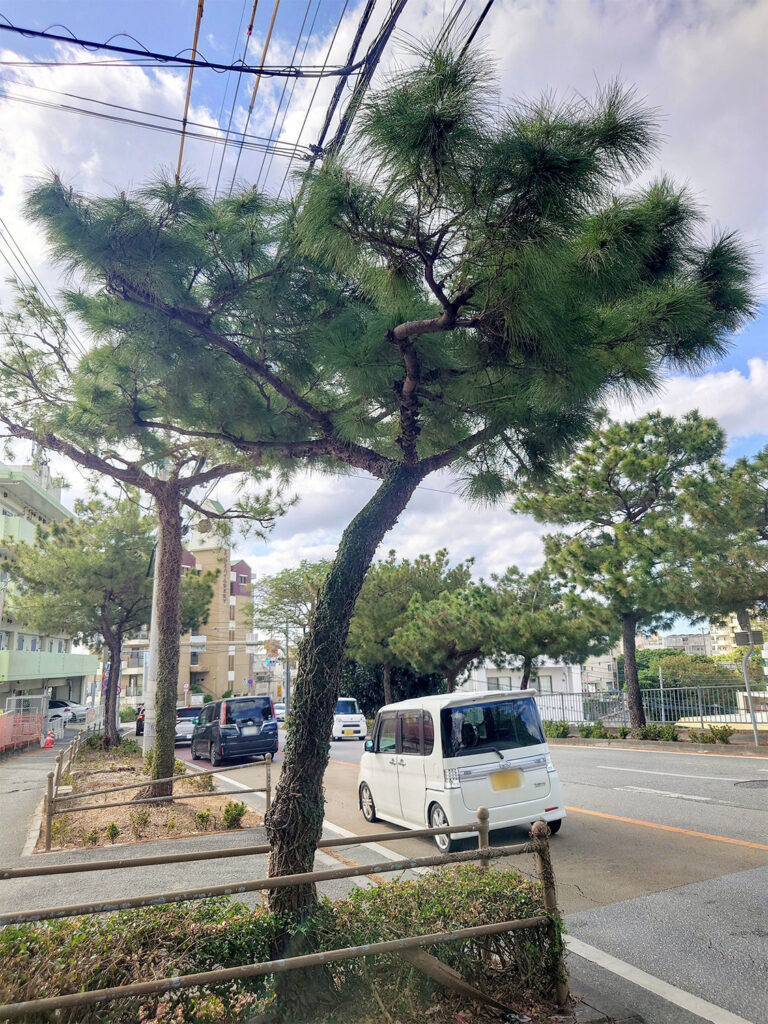 道の両端に立つ見事な松