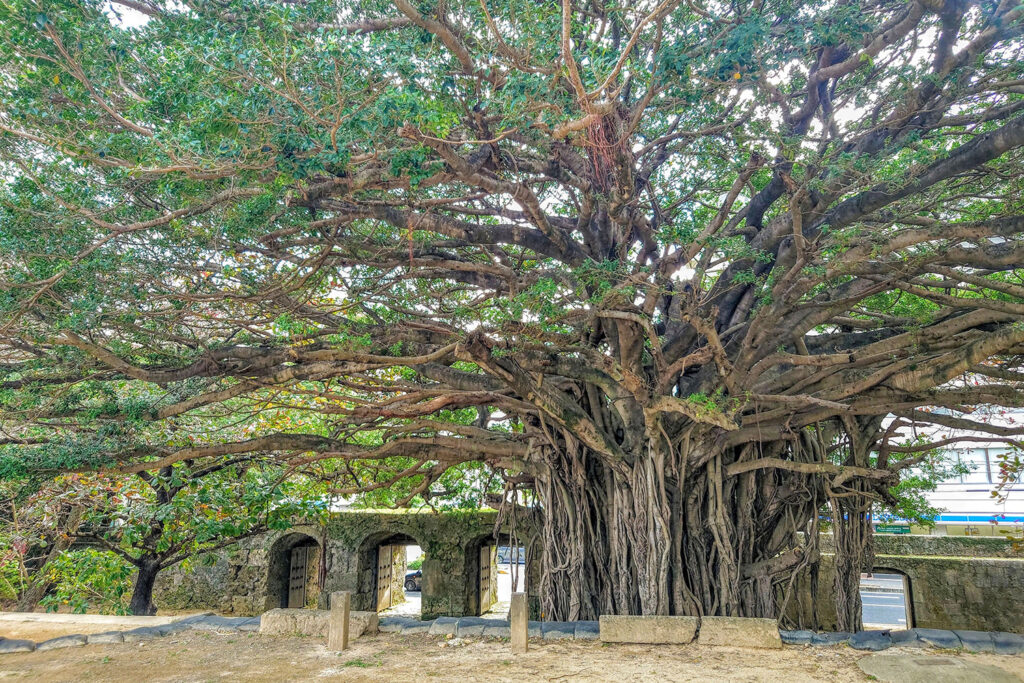 崇元寺公園内にあるガジュマルの木