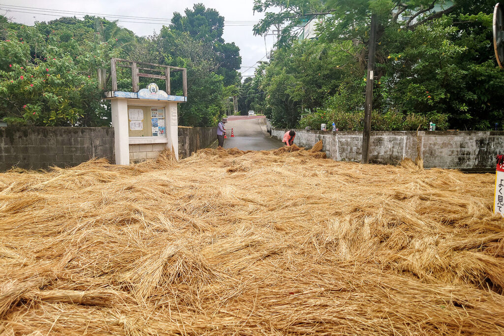 集落の中心に敷かれた稲わら