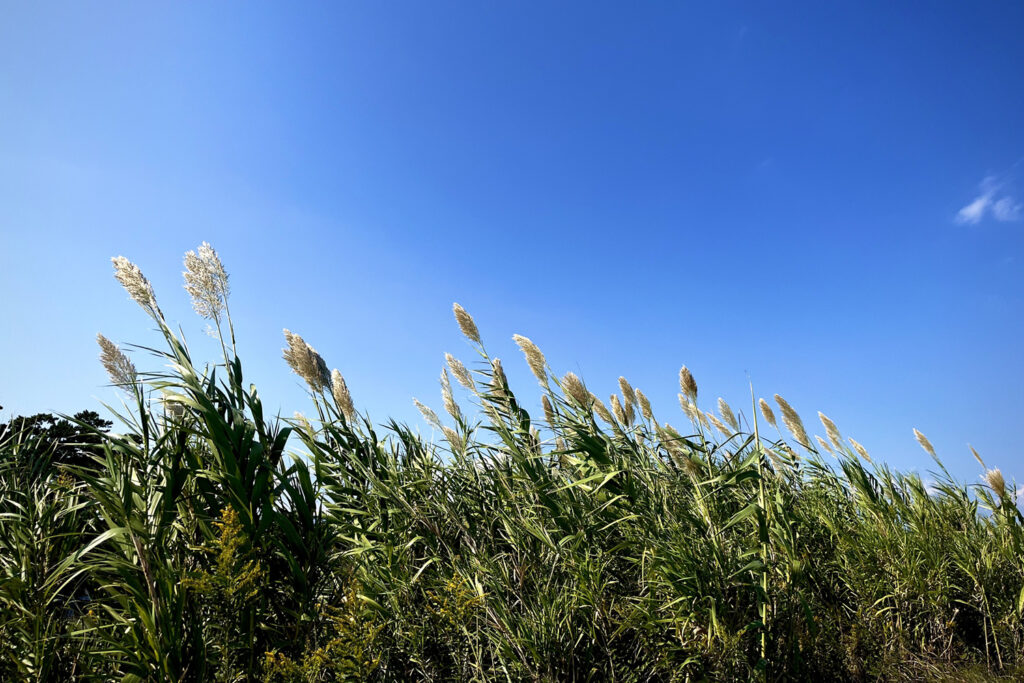 ダンチク（ダドー）