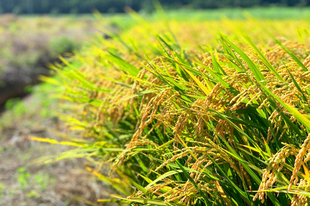 稲（豊作イメージ）