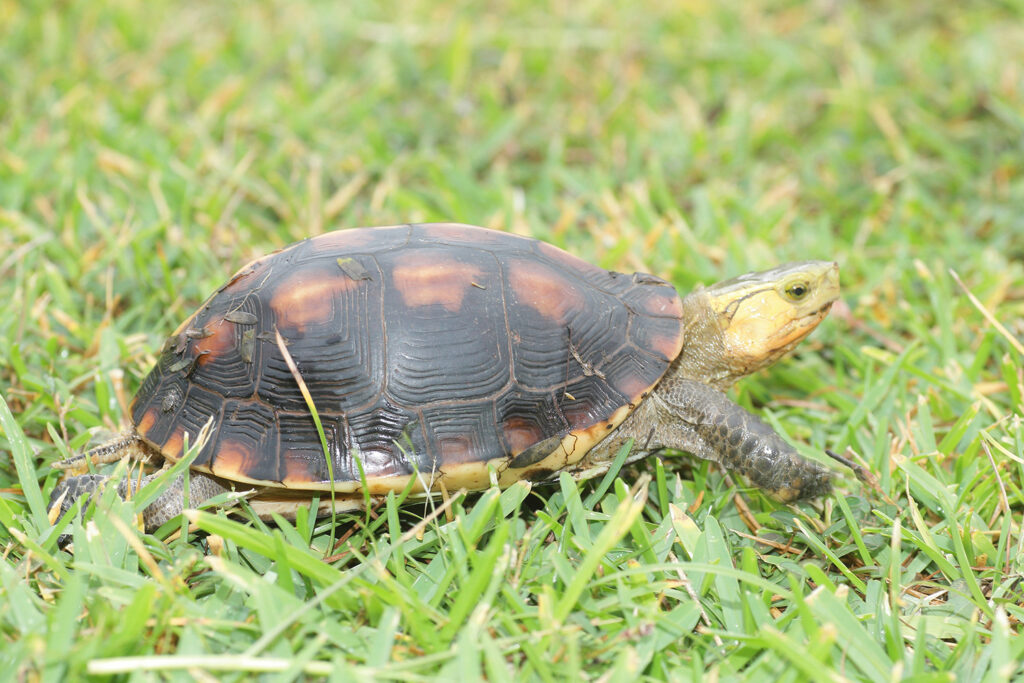 セマルハコガメ